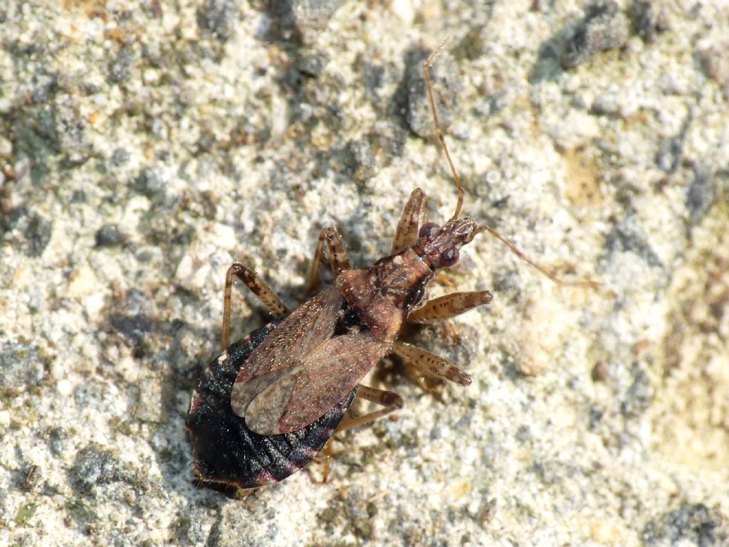 Nabidae:  Himacerus (Aptus) mirmicoides